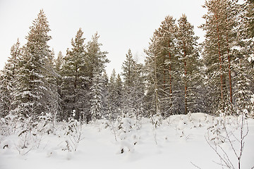 Image showing Winter pine forest with snow