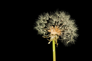 Image showing Grown bald dandelion isolated on black background