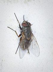 Image showing Gray fly sits on stone wall