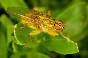 Image showing Dung Fly