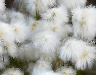 Image showing Marsh plants - cotton grass