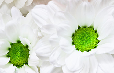 Image showing Flowers - white chrysanthemums