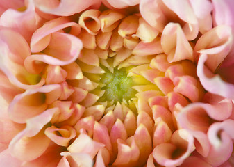 Image showing Core of big beautiful flower