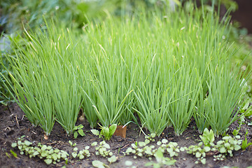 Image showing Green onions in garden