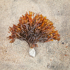 Image showing Northern seaweed clinging to a stone