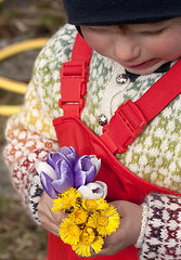 Image showing Spring flowers