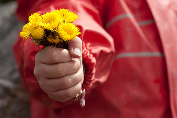 Image showing Spring flowers