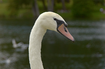 Image showing Mute swan