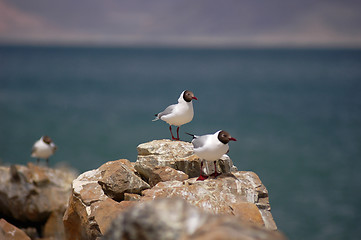 Image showing Seagulls standing on rocks