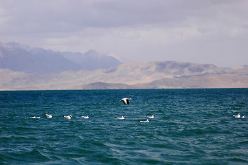 Image showing Seabirds in a lake