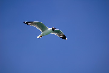 Image showing Single seabird flying in the blue sky