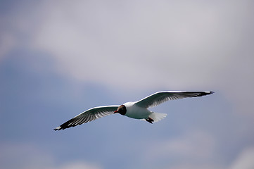 Image showing Single seabird flying in the blue sky