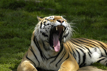 Image showing Yawning tiger