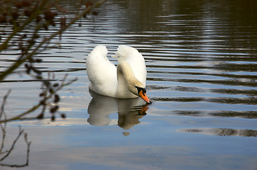 Image showing Mute swan