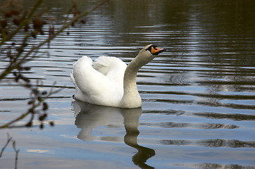 Image showing Mute swan