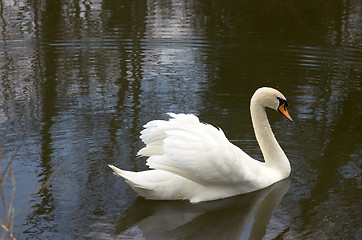 Image showing Mute swan