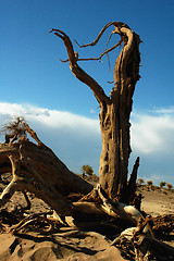 Image showing Dead trees in the desert