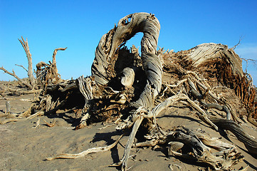 Image showing Dead trees in the desert