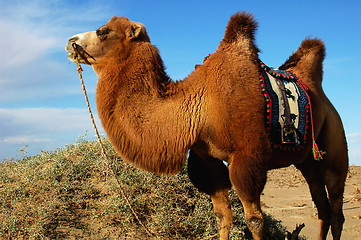 Image showing Camel in desert