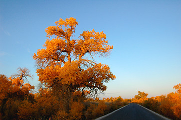 Image showing Landscape of a road in autumn