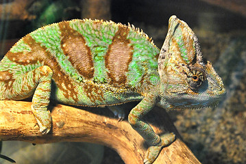 Image showing chameleon