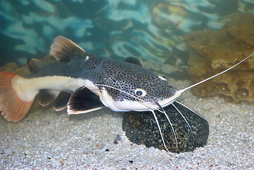 Image showing sheatfish