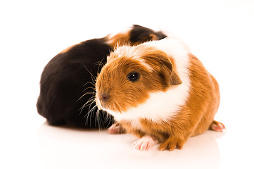 Image showing baby guinea pigs