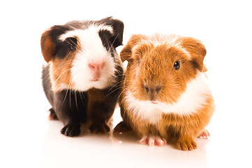 Image showing baby guinea pigs