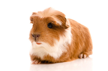 Image showing baby guinea pig