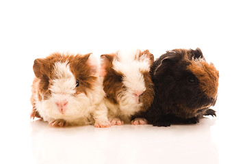Image showing baby guinea pigs
