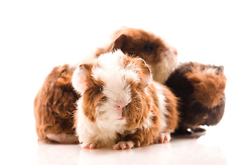 Image showing baby guinea pigs