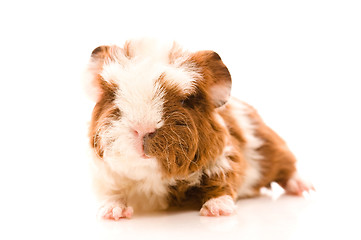 Image showing baby guinea pig