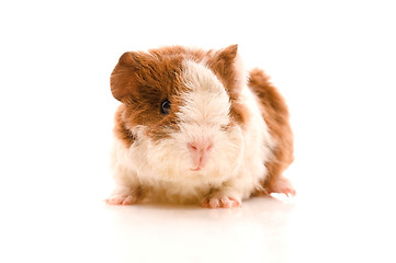 Image showing baby guinea pig