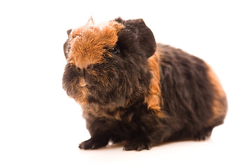 Image showing baby guinea pig