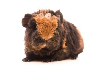 Image showing baby guinea pig