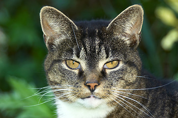 Image showing  Portrait of an old cat