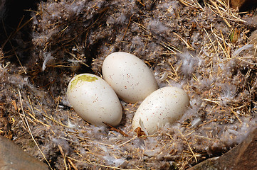 Image showing Bird nest