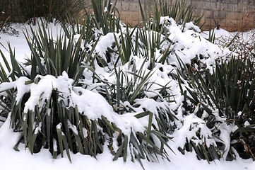 Image showing Southern Plants under Snow