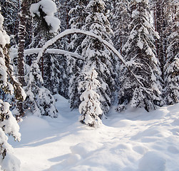 Image showing Winter wood