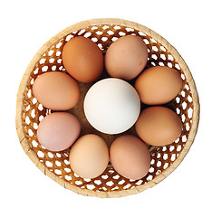 Image showing Goose egg and egg