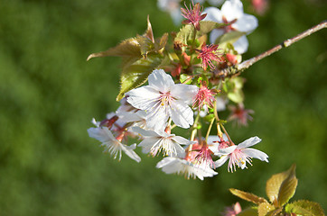 Image showing White Cherry blossom in spring