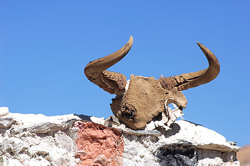 Image showing Yak head skull on the wall