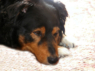 Image showing adorable face of a collie