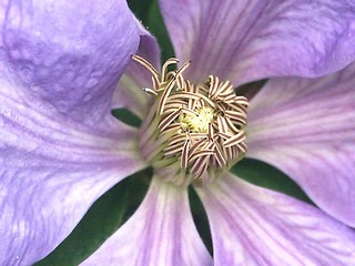 Image showing clematis centre macro shot