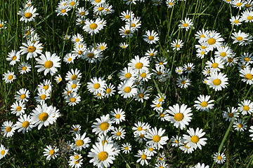 Image showing Daisys