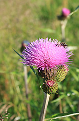 Image showing Thistle flower