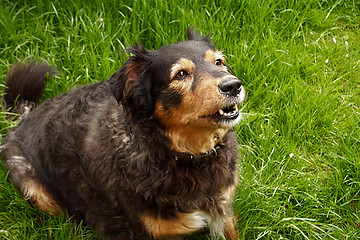 Image showing dog barking in the grass