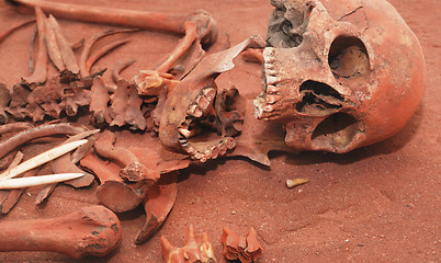 Image showing Skeleton remains