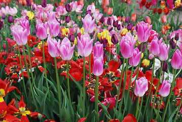 Image showing colorful tulips in the garden