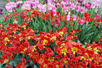 Image showing colorful tulips in the garden